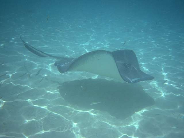 Manta de agua